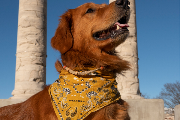 Dog on campus with Mizzou bandana.